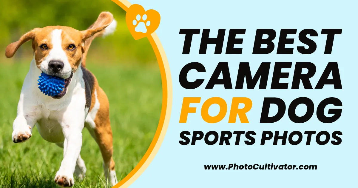The Best Camera Gear for Capturing Incredible Dog Sports Photos (Under $1,000)
