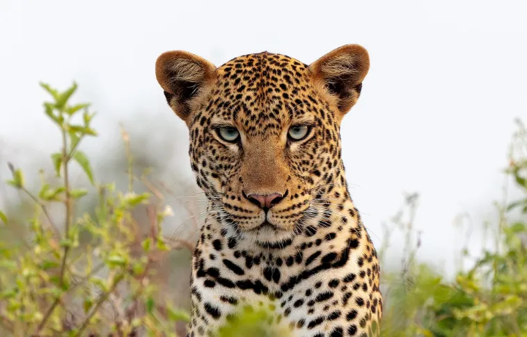 Close-up portrait of a leopard