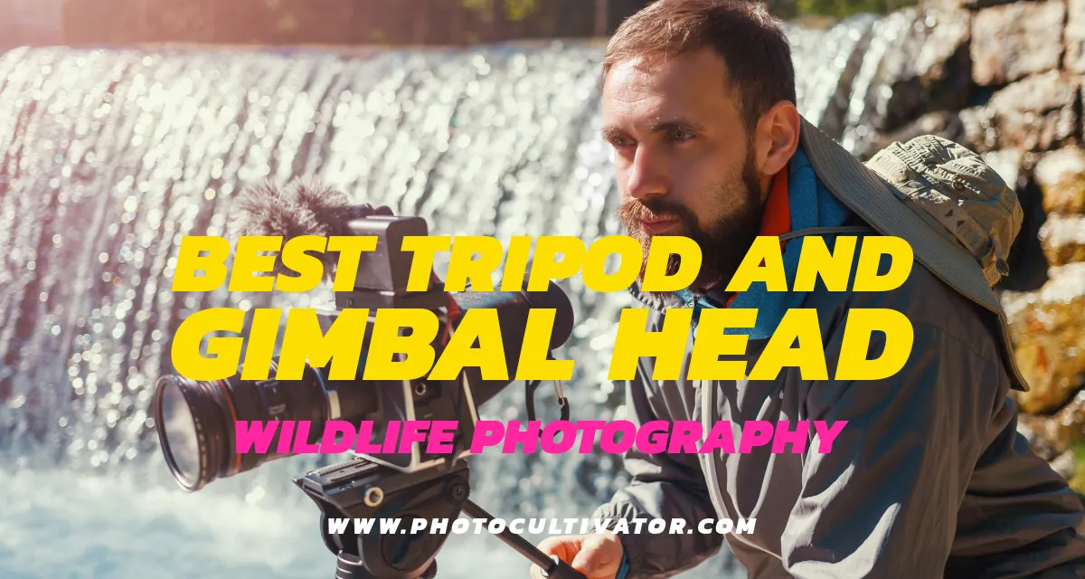 Must-Have Gear for Wildlife Photography: Picking the Right Tripod and Gimbal Head