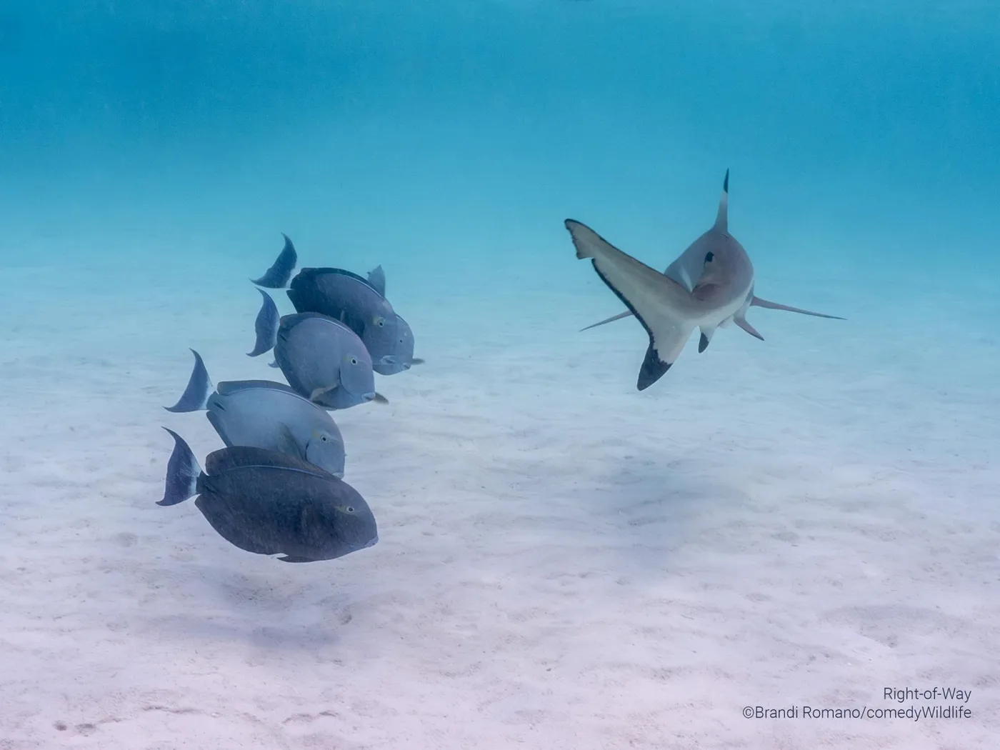 Meet the 41 Finalists Of Comedy Wildlife Photography Awards 2023