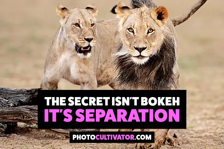 The 60-Second Recipe For Dreamy Wildlife Photos