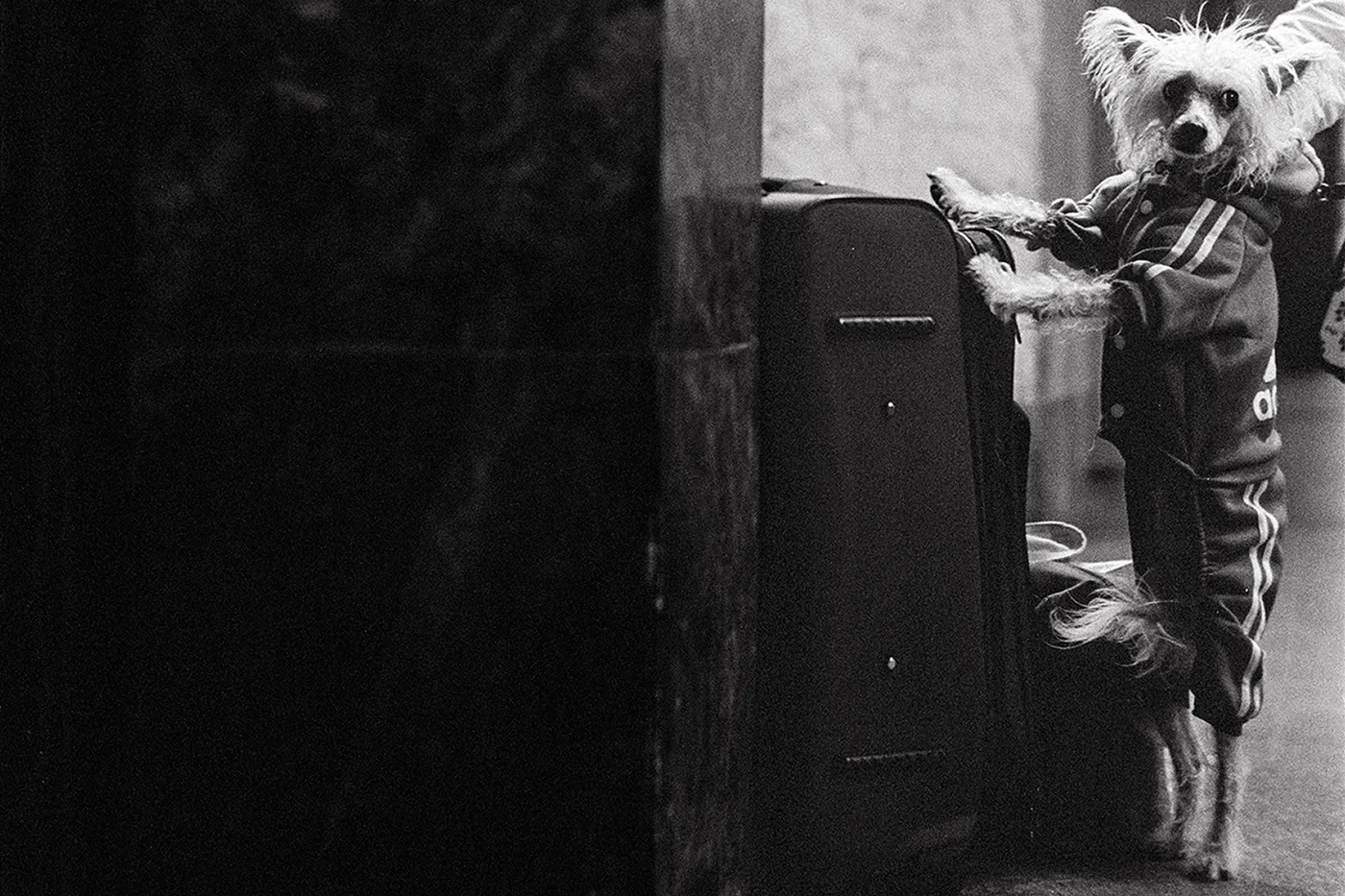 A black and white street photograph of a small dog wearing an Adidas tracksuit. The dog is standing on its hind legs, with its front paws resting on what appears to be a suitcase or large bag. The image is cropped tightly, focusing on the dog