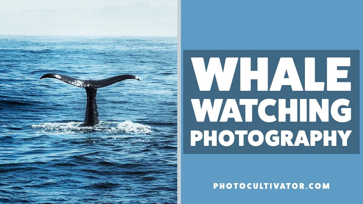 The Ultimate Guide to Whale Watching Photography: Capture the Ocean's Giants