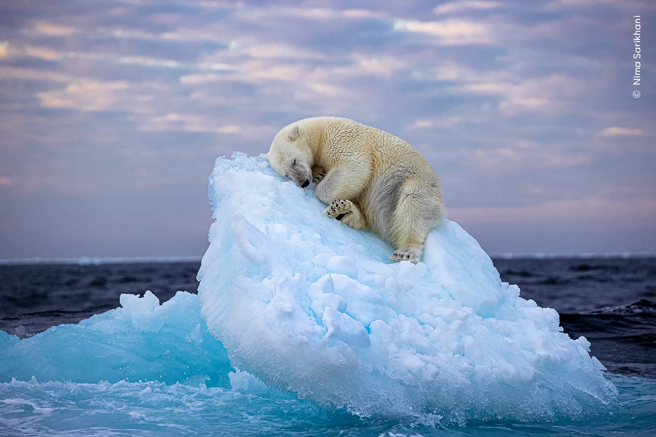 Wildlife Photographer of the Year – People’s Choice 2023